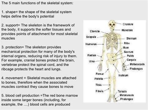 Sport Skeletal System