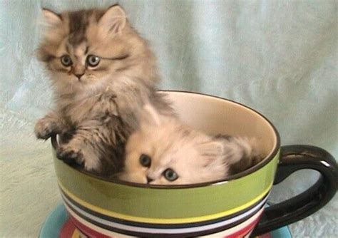 Top 10 Teacup Cat Breeds That Are Tiny Sized