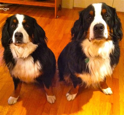 Love Bernese Mountain Dogs They Are So Incredibly Gorgeous These