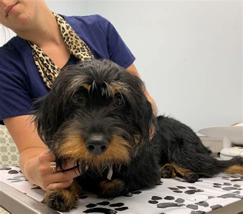 Hopefully this makes us marginally less annoying when we wax. August is National Pet Immunization Awareness Month!
