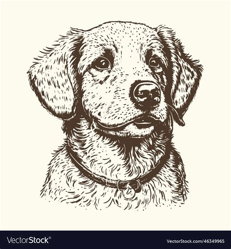 A Vintage Style Hand Drawn Sketch Of Cute Dog Vector Image