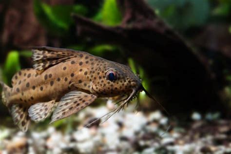 20 Best Freshwater Catfish For Aquariums Fish Tank Master
