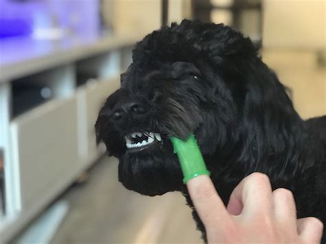Buy a dog toothbrush and toothpaste. The best way to clean your dog's teeth (and what to avoid ...