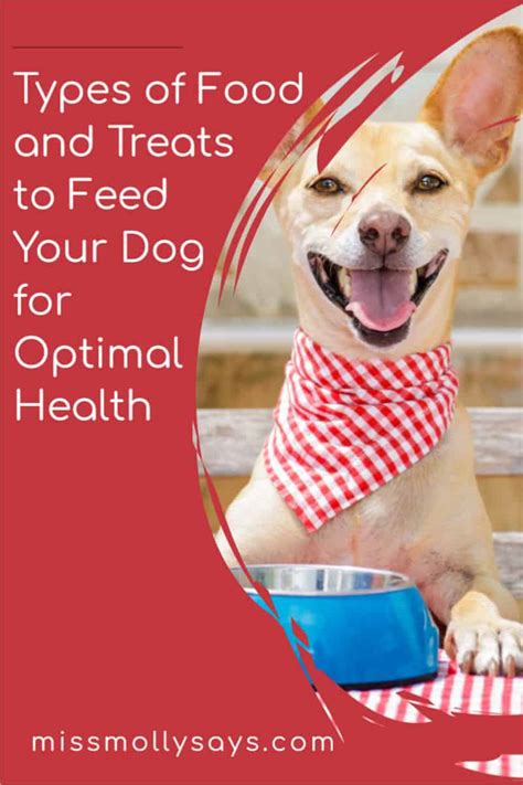 Types Of Food And Treats To Feed Your Dog For Optimal Health