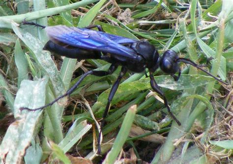 Great Black Wasp Whats That Bug