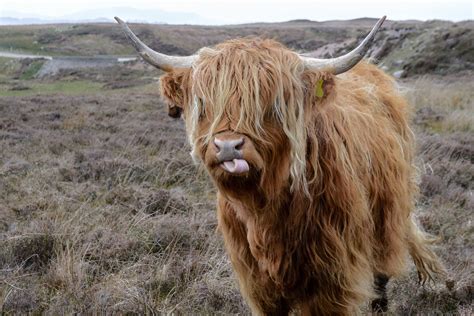 Brown Highland Cattle Auf Grasfeld · Kostenloses Stock Foto