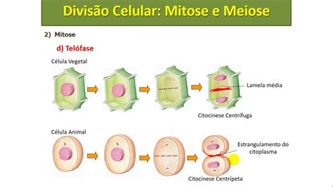 Divisão Celular Mitose E Meiose Youtube