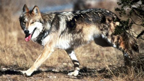 Us Adopts Recovery Plan For Mexican Wolves Lawsuit Planned Mpr News