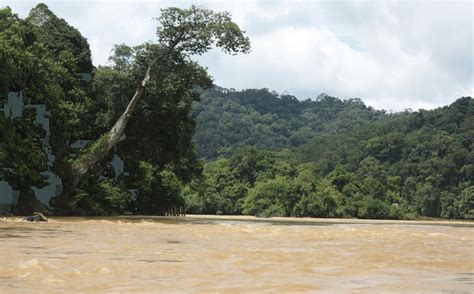 The Fast Flowing Rapids Of Rajang River Near The Headwaters Close To