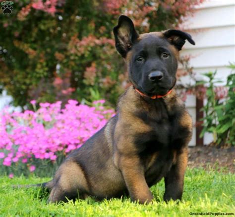 Belgian Malinois Puppies For Sale Greenfield Puppies Malinois