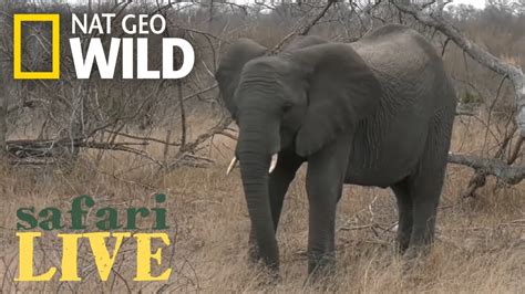 Safari Live Day 38 Nat Geo Wild Youtube