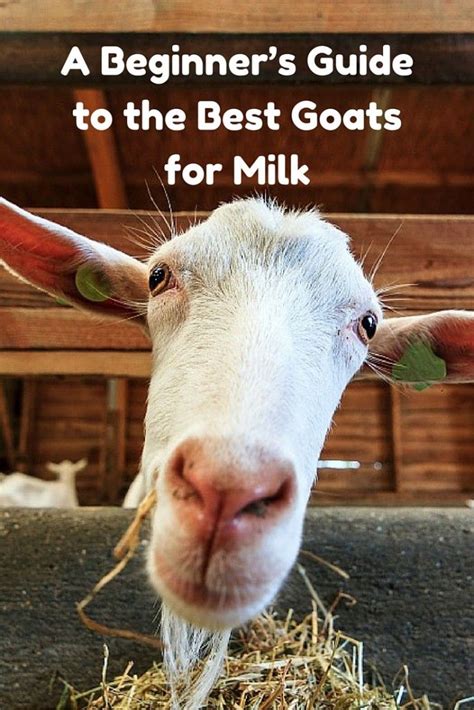 A Beginners Guide To The Best Goats For Milk Countryside Network Goats Goat Farming Dairy