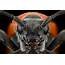 Extreme Macro Photography Of Insect By Paulo Latães  99inspiration