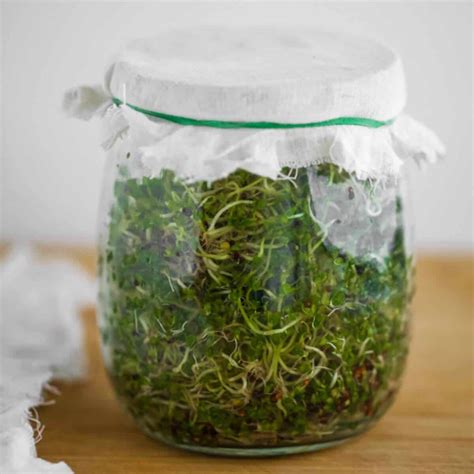 How To Grow Broccoli Sprouts Jar Method