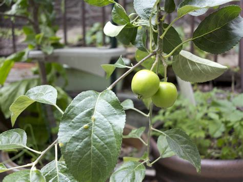 Theres construction going on, at the university of hawaii campus in manoa. edible plants | Brooklyn Feed | Page 2
