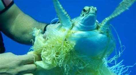 สัตว์ทะเลหายากเกยตื้น 3 ปีย้อนหลัง เฉลี่ยปีละ 400 ตัว เหตุจากขยะพลาสติก
