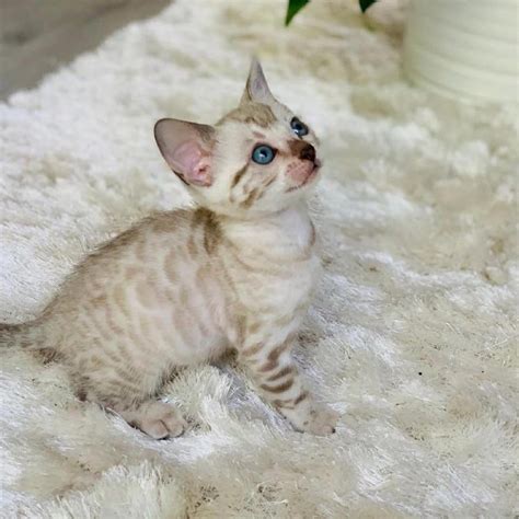 Heavenly Bengal Kitten For Adoption For Sale Adoption From Queensland