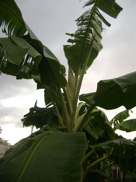 The Tropical Vegan Banana Hammock