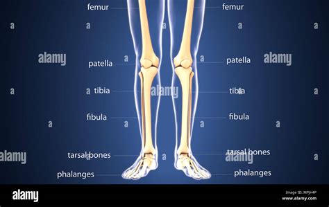 Leg Anatomy Bones Anatomy Drawing Diagram