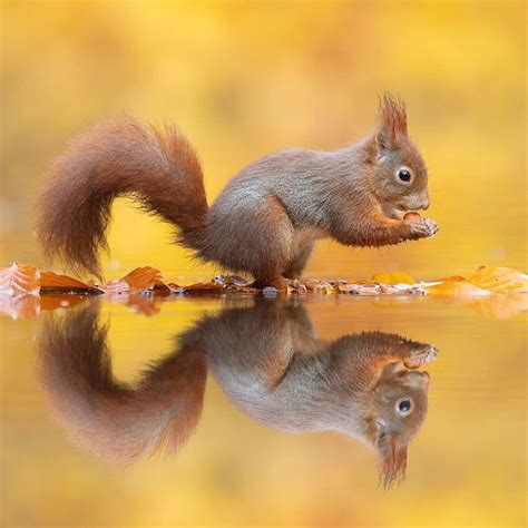 Adorable Red Squirrel Photography Captures One With A Nut Over Water