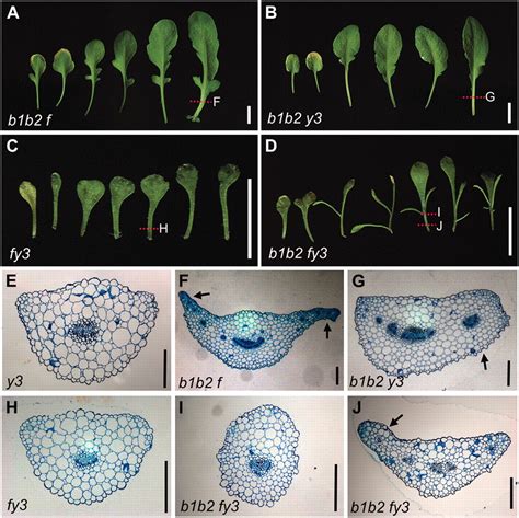 Control Of Arabidopsis Leaf Morphogenesis Through Regulation Of The
