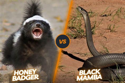 honey badger vs black mamba survival of the fiercest