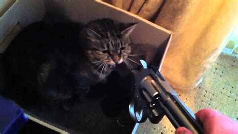 Kittens With Guns Youtube