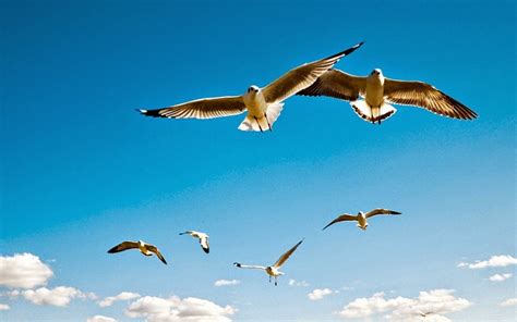 Apa Yang Membuat Burung Bertahan Di Udara Belajar Sampai Mati