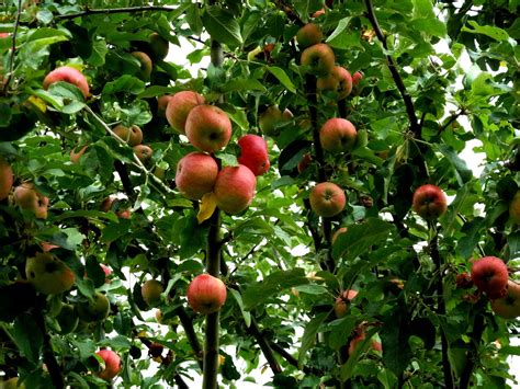 Some Of The Best Fruit Trees To Grow In Bakersfield Ca Fruits Gardener