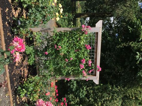 Rose Growing And Care How To Articles Pick A Proper