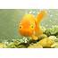 Lion Head Goldfish  Aquariadise