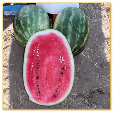Watermelon Gvs 53325 F1 Hybrid Vegetable Seed Golden Valley Seed