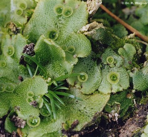 Pin On Ferns Moss Lichens Mushrooms Molds Fungi Palms And Aquatic