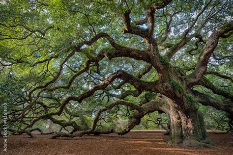 Large Southern Live Oak Quercus Virginiana Near Charleston South