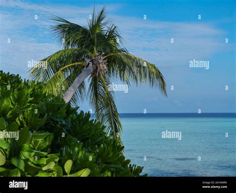 Turquoise Waters On The Indian Ocean Beach In The Maldives Stock Photo
