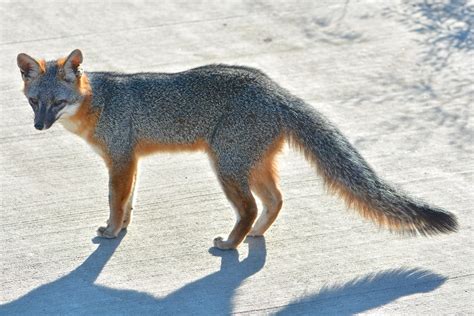 Gray Fox Don Owens Flickr