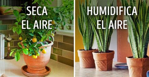 10 Plantas Para Tener Un Microclima Perfecto En Casa La Cafeína De