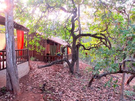 Galaxy Jungle Huts Rooms Pictures And Reviews Tripadvisor