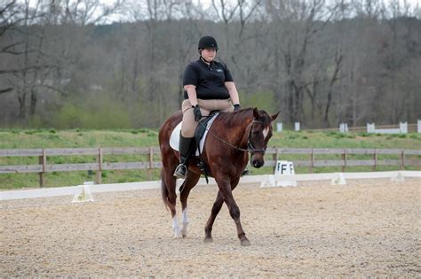 Explore These 5 Horseback Riding Stables In Birmingham Laptrinhx News