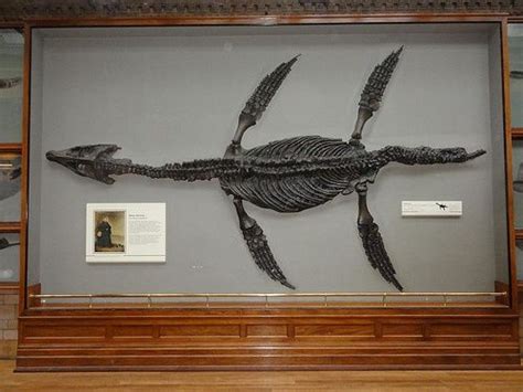 Mary Annings Pliosaur From The London Museum Of Natural History