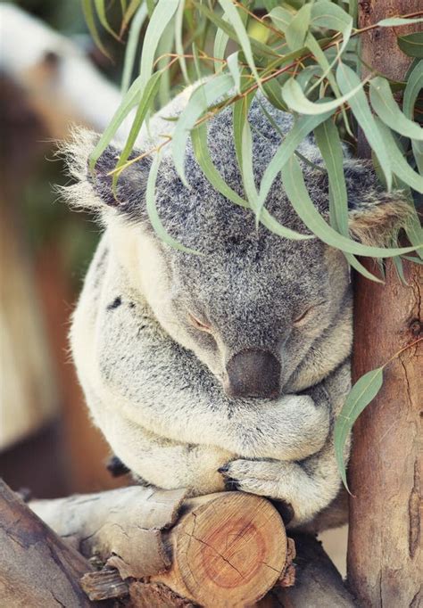 Cute Sleeping Koala Stock Image Image Of Eucalyptus 17384189