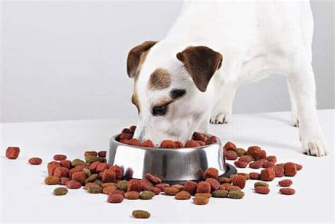 Alimentos Para Perros 5 Elementos Claves Que Debes Conocer