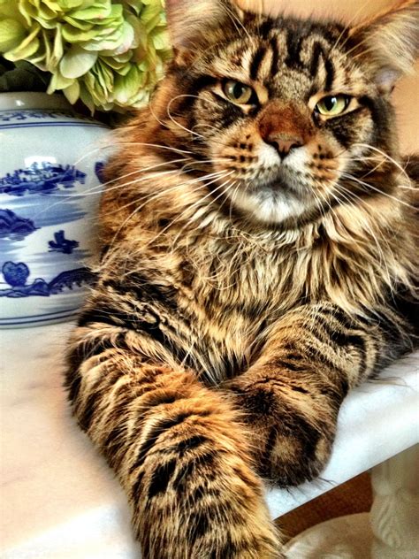 30 Top Images Female Maine Coon Cat Characteristics Pin On Maine Coon