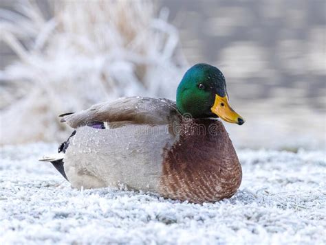 Mallard Duck Laying On Snowy Grass Stock Photo Image Of Hunting