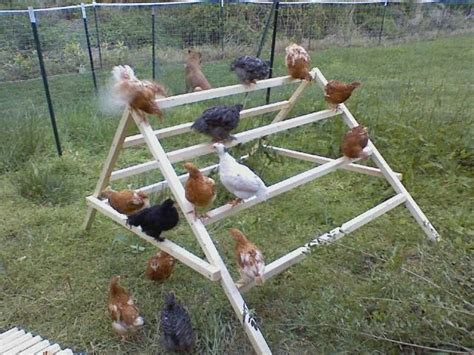 Chicken Playground Ideas Simplythinkshabby