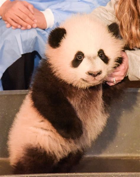 We did not find results for: Bei Bei Si Panda Lucu Yang Suka Selfie | GambarGambar.co