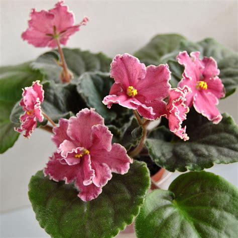 She avoids growing and selling color mixes, preferring to bunch zinnias by bloom color for central market's floral customers. Strawberry Fields, | African violets, Strawberry fields ...