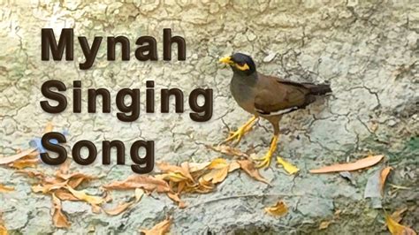 Typical Indian Myna Bird Singing Sound Mimicking Bird Maina Bird