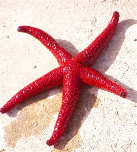 Red Starfish Free Photo Download Freeimages