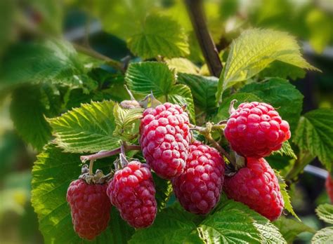 Caroline Red Raspberry Plant Isons Nursery And Vineyard